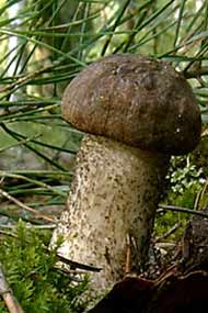молодой гриб