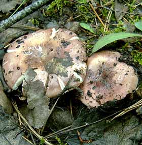 Созревшие грибы