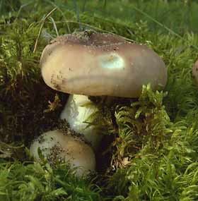 Молодые грибы