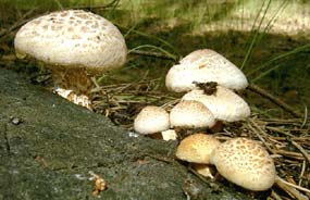 молодые грибы
