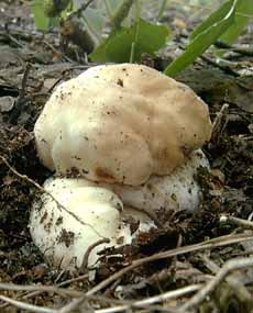 Белый гриб, боровик