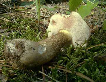 желчный гриб