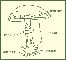 Строение гриба
